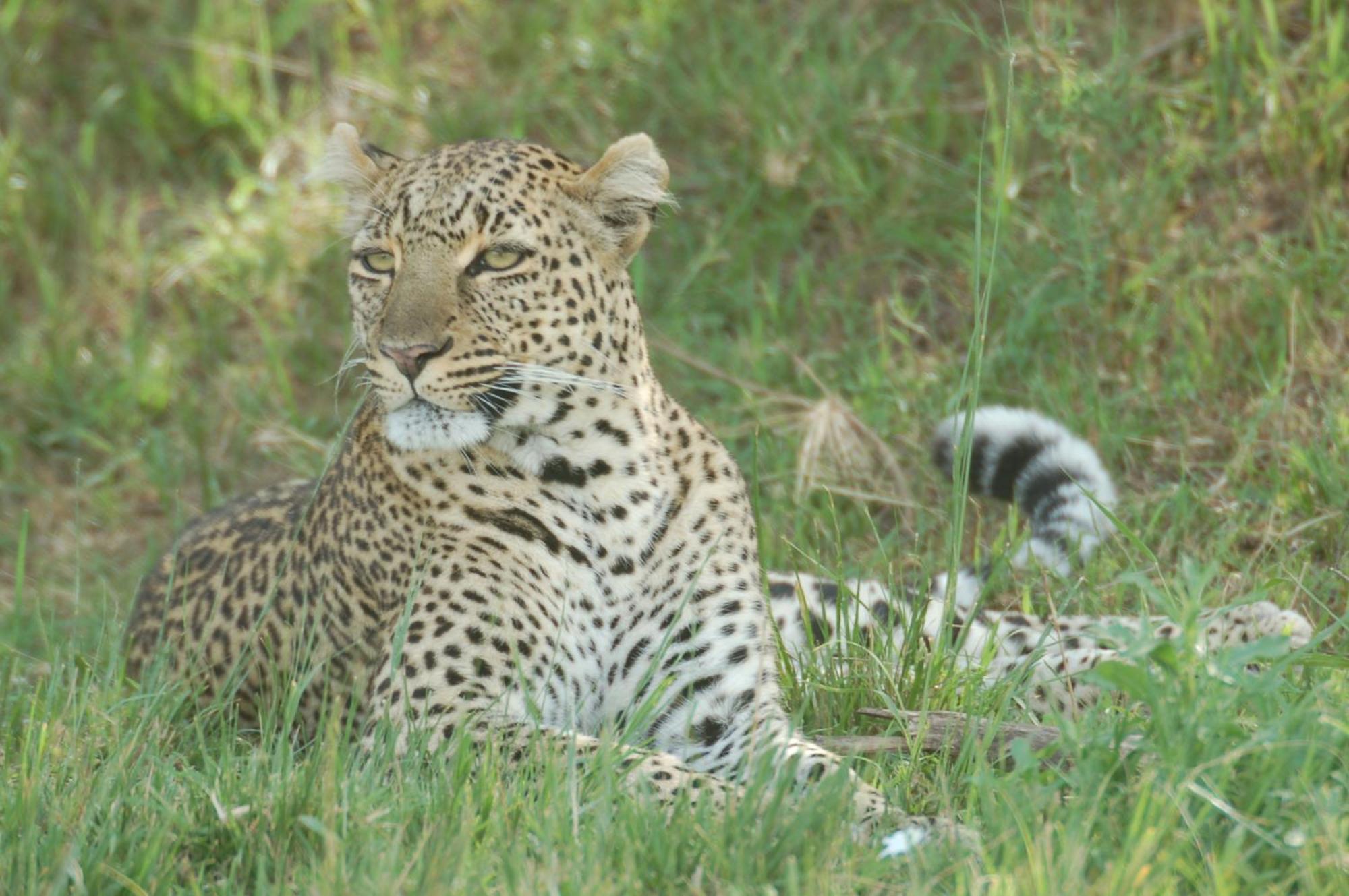 Mara Intrepids Tented Camp Talek Exterior foto