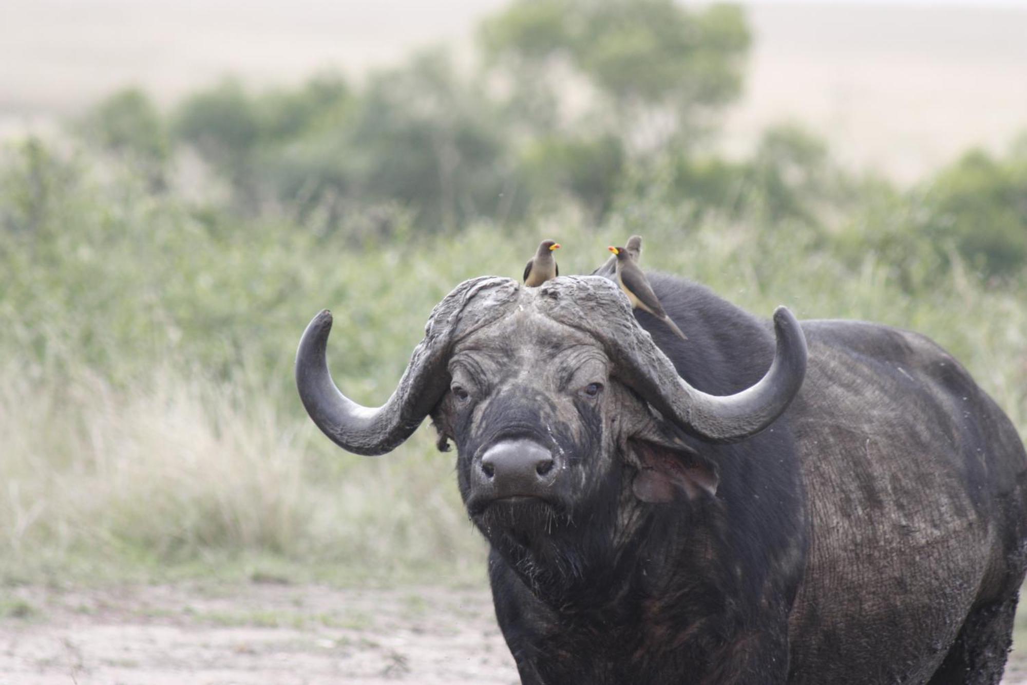 Mara Intrepids Tented Camp Talek Exterior foto