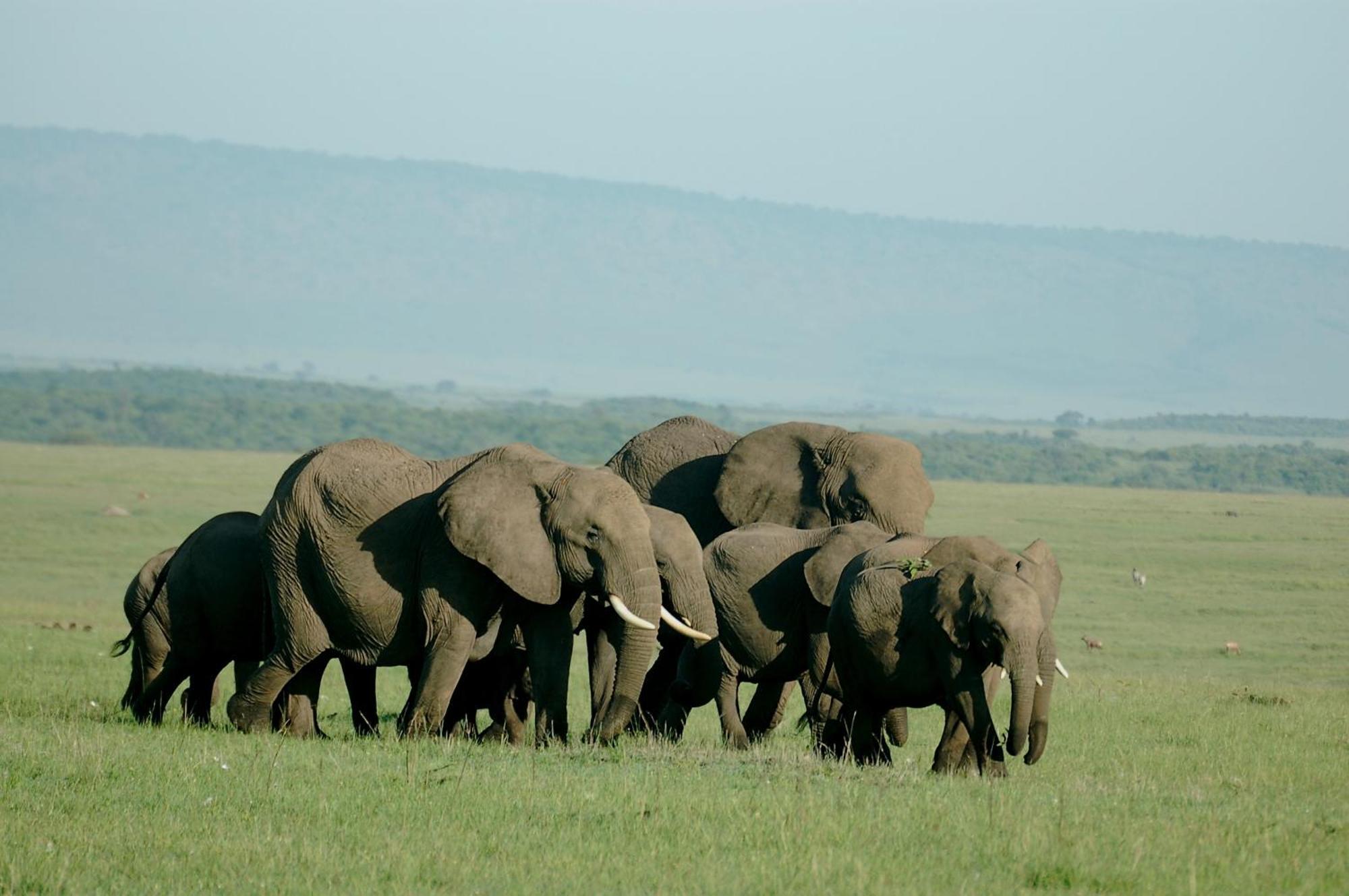 Mara Intrepids Tented Camp Talek Exterior foto