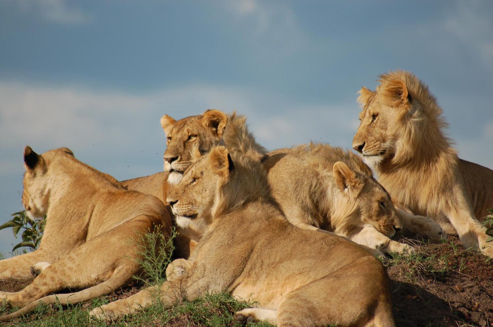 Mara Intrepids Tented Camp Talek Exterior foto