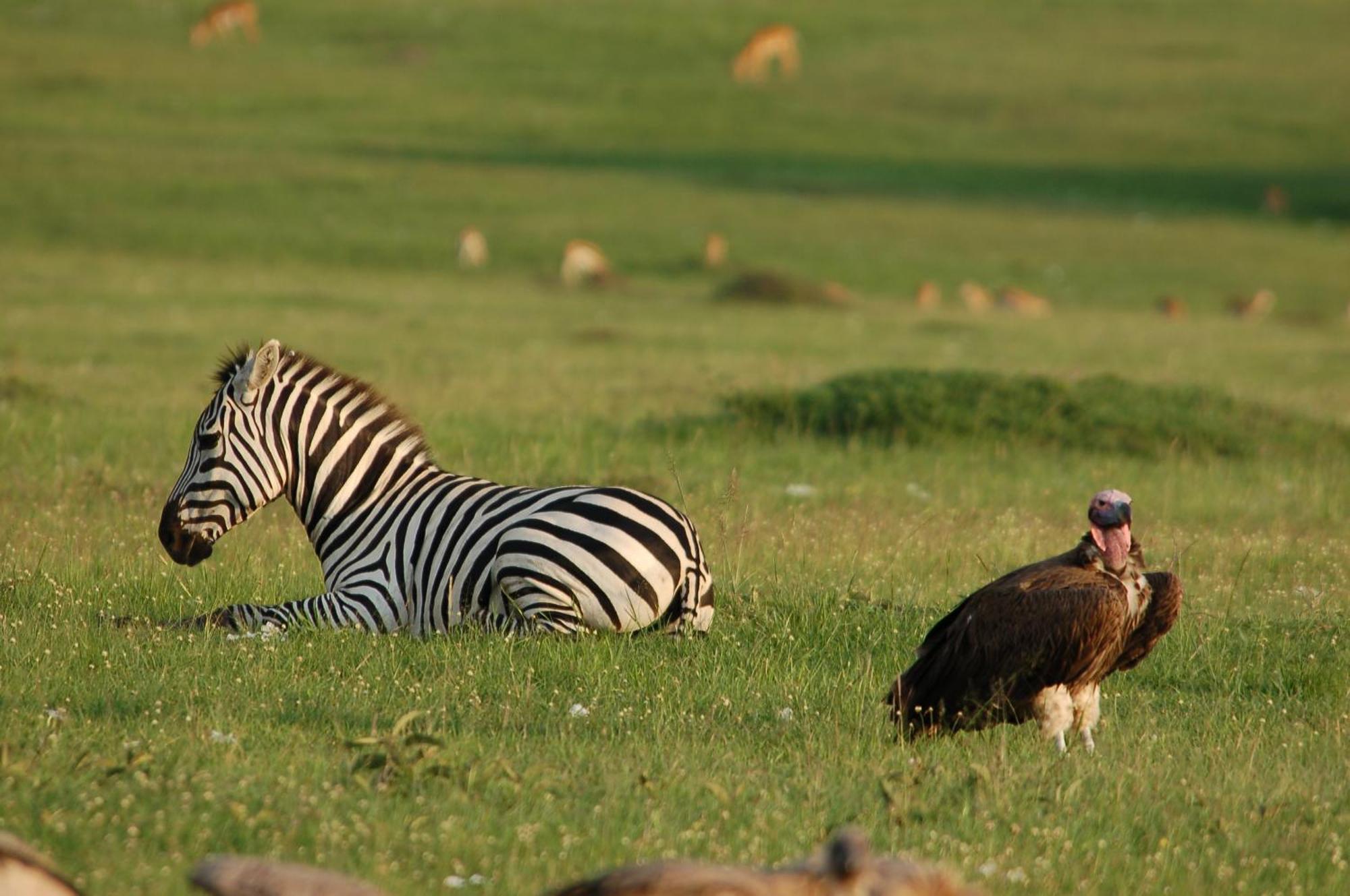 Mara Intrepids Tented Camp Talek Exterior foto