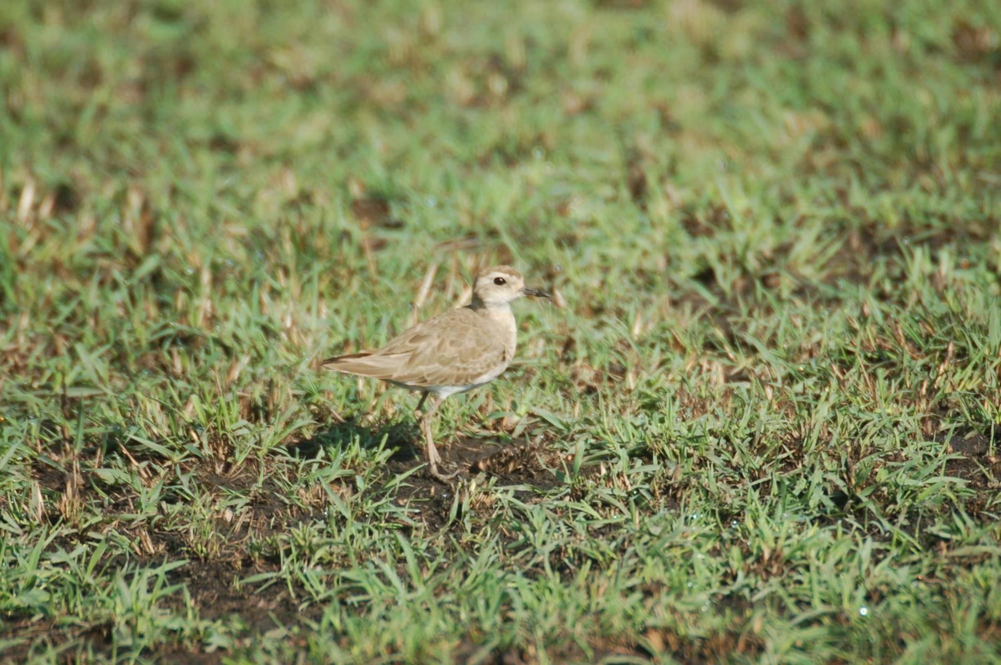Mara Intrepids Tented Camp Talek Exterior foto